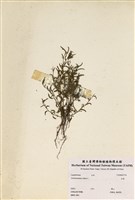 藏品(合萌)的圖片